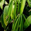 VANILLE DE MADAGASCAR (40 gousses sous vide)