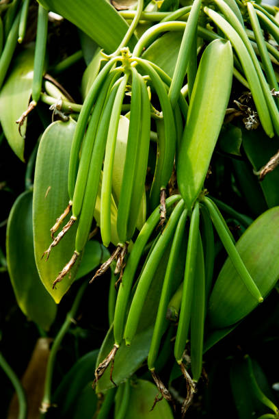 VANILLE DE MADAGASCAR (40 gousses sous vide)