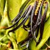 VANILLE DE MADAGASCAR (40 gousses sous vide)