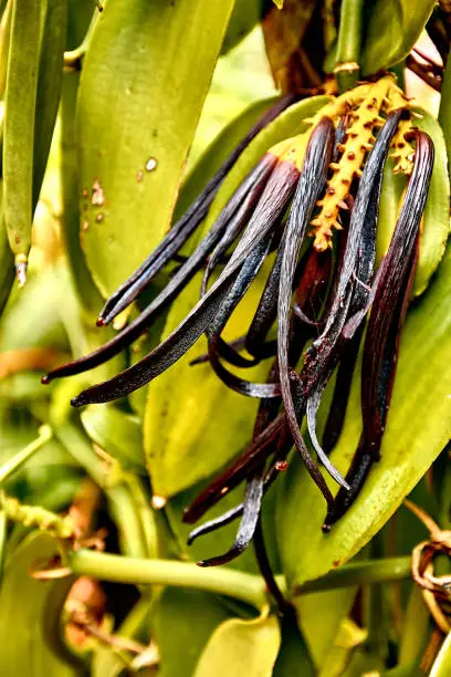 VANILLE DE MADAGASCAR (40 gousses sous vide)