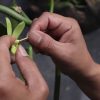 VANILLE DE MADAGASCAR (40 gousses sous vide)